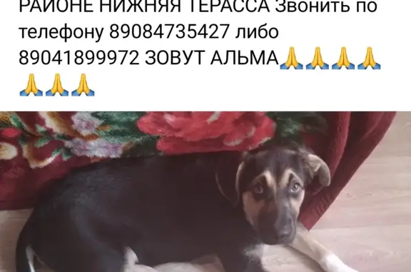 Пропала собака Альма на ул. Шофёров, Ульяновск