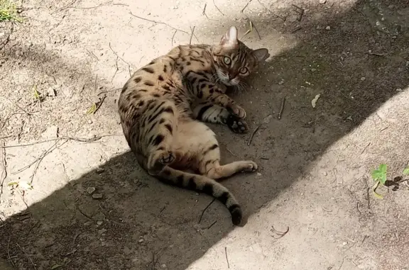 Найдена кошка породы бенгальский на Школьной улице, Красногорск