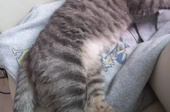 Потерянные животные Санкт-Петербург, фото: Пропала кошка Эшли на пр. Художников, 22 к3, СПб