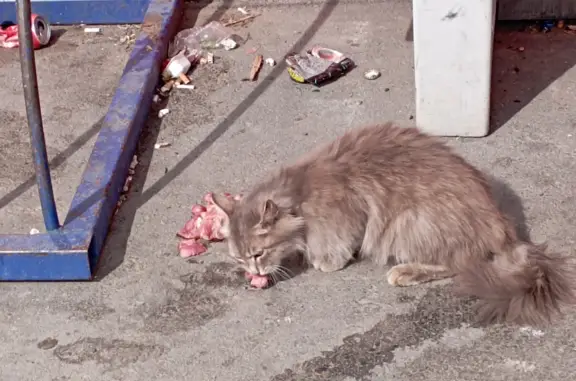 Найдена кошка на ул. Колхозной (Патруши)