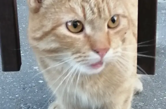 Голодная кошка найдена на ул. Трусова, Тверь