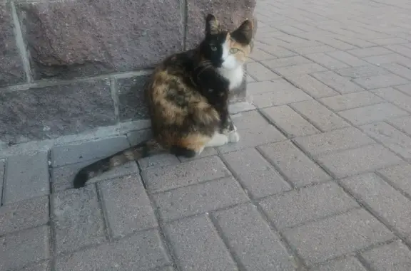 Ласковая черепаховая кошка на пр. Наставников, 43 к1
