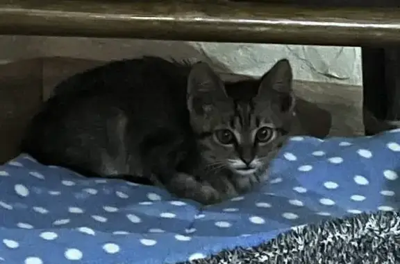 Найден котенок на ул. Шеболдаева, Ростов-на-Дону