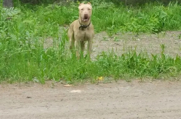 Собака в Дзержинском, Томская область