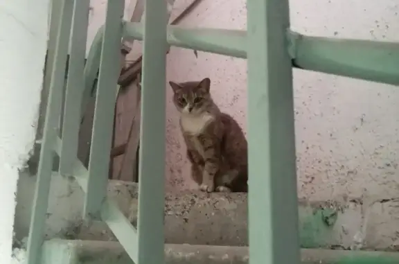 Найден котик на Минской, 56 в Казани