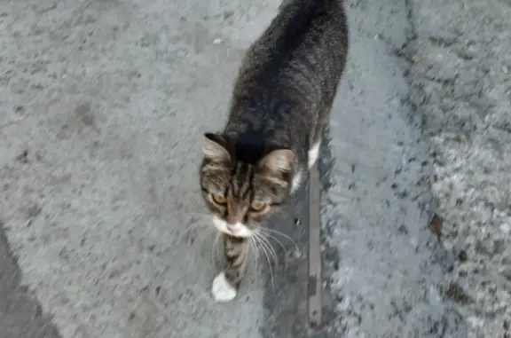 Потерян котик с красным ошейником на ул. Сибиряков-Гвардейцев, 18