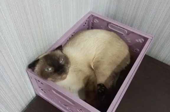 Пропала кошка на Чкалова, 40