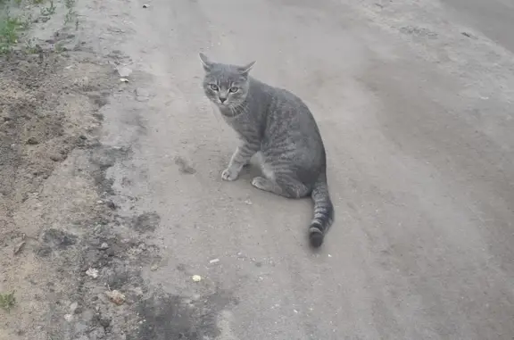 Найден серый котик на Антоновской, Воронеж