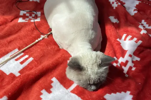 Кошки потеряшки, Новосибирск, фото: Потеряшка кошка в Новосибирске, ул. Некрасова, 84