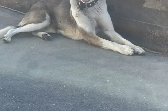 Найдена собака метис на Ярославском шоссе, Москва