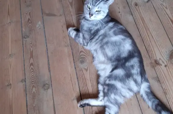 Пропала кошка в Лесколовском поселении, Ленобласть
