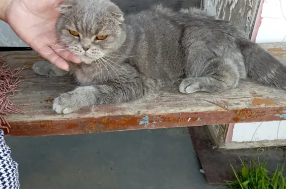 Найдена истощенная британская кошка на улице Коммуны