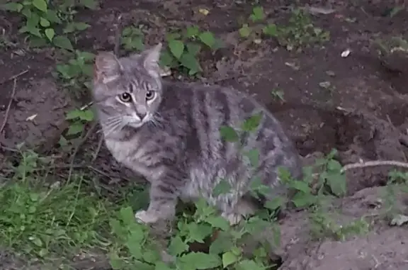 Найдена кошка в Мытищах на улице Рождественской