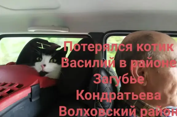 Пропал кот в Пашском сельском поселении, Ленинградская область