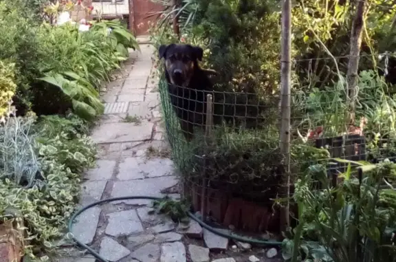 Потерянные животные Краснодар, фото: Пропала собака Кабель на Ярославской улице, 81