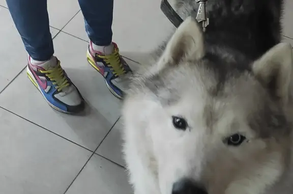 Найдена собака, Ростов-на-Дону, фото: Найдена собака без ошейника в Ростове, Рубиновый переулок 21/31