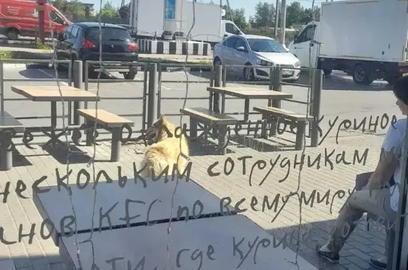 Собака хаски найдена возле КФС на Ленинградском шоссе.