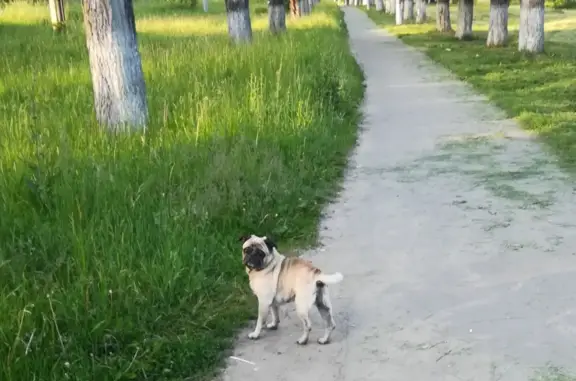 Найдена собака на Сосново-Парковой улице