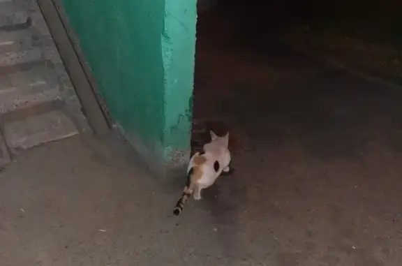 Найдена кошка на улице Королева 7, район Сипайлово