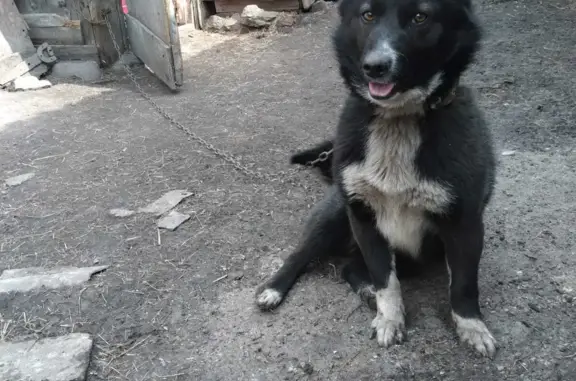 Пропала собака Тимка на Карачинской улице, Кемерово