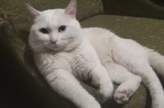 Пропала белая кошка на улице Гагарина, 72 (Ессентуки)