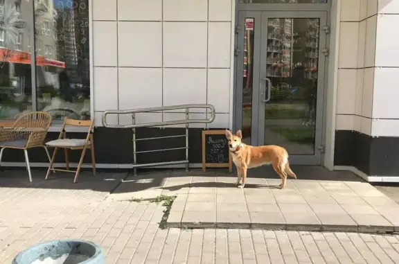 Собака Sunny ищет хозяев в Путилково
