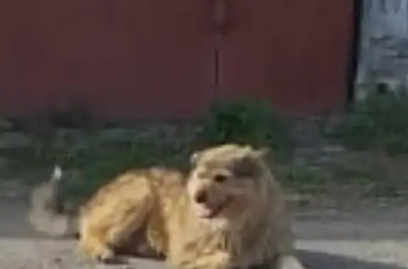 Пропала собака Машка на Херсонской, Артём