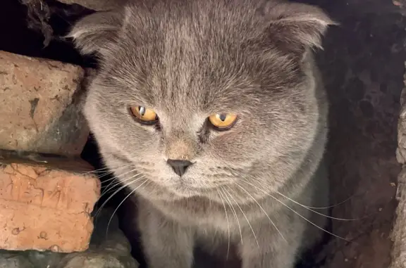 Найден британский кот на ул. Шумилова, 3 в Кузьминках