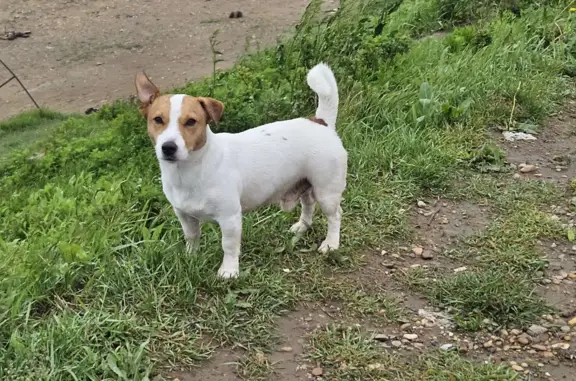Пропала собака на Шаморовской трассе, Владивосток