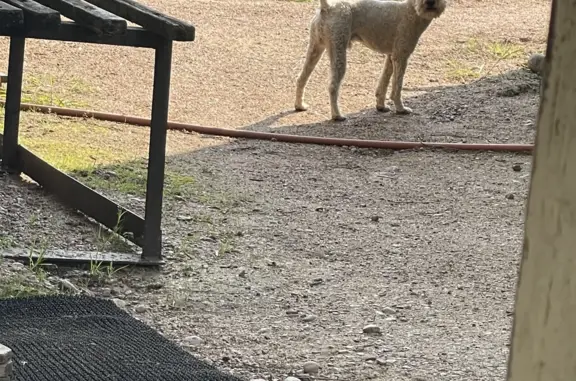 Пропала собака Тоша в Кировске