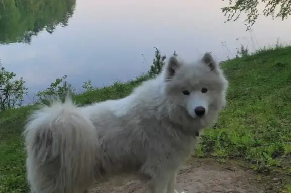 Пропала собака в Марковском поселении, Иркутская область