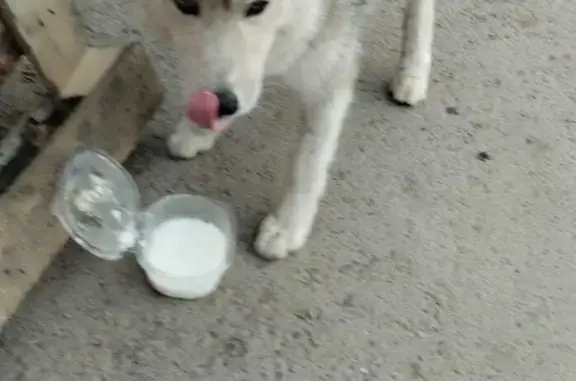 Собака найдена на шоссе Авиаторов 9, Волгоград
