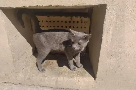 Найдена кошка на ул. Чайковского, 48, Владимир