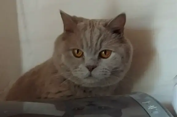 Пропала кошка Кот в Ленинградской области