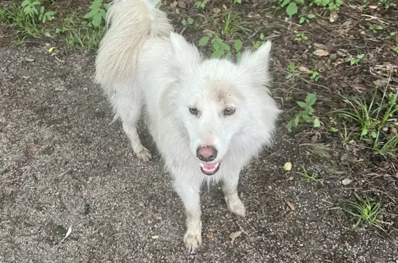 Потеряшка собака в дендрарии в Северной Осетии