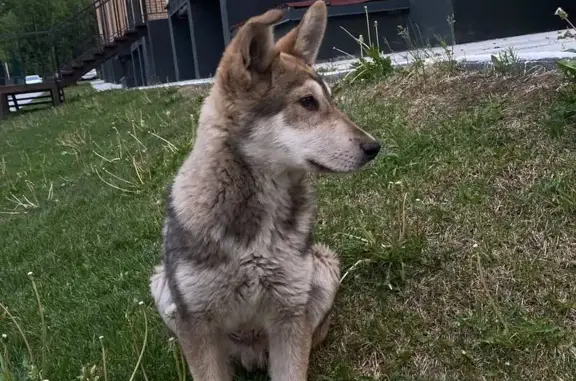 Найден щенок на ул. Заслонова, Новосибирск