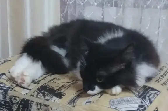 Пропал черно-белый кот на ул. Карла Маркса, 62, Арзамас.