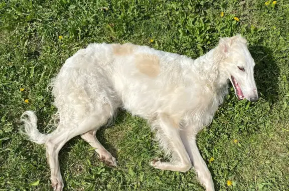 Пропала белая собака в районе Ягуновки, Кемерово.