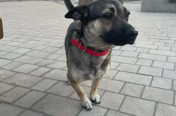 Найдена собака на ул. Лебедева, Томск
