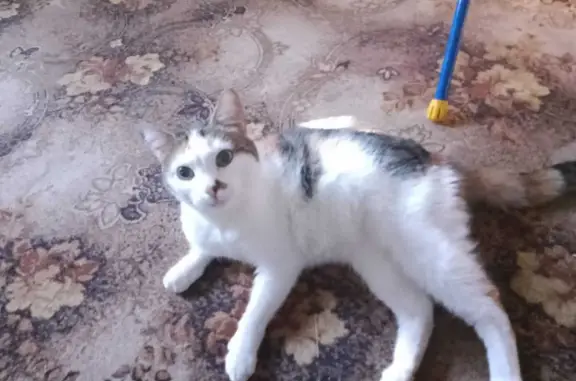 Найдена хромая кошка на ул. Айвазовского, 31 в Томске