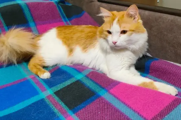 Найдена кошка в Красноярске: ищет любящих хозяев!