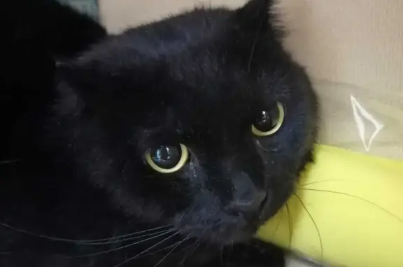 Найден черный кот породы 
