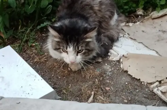 Найдена кошка на ул. Полины Осипенко, 31А, Томск.