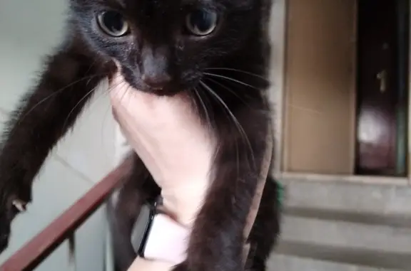 Найден чёрный котёнок на ул. Братьев Кашириных, 95, Челябинск