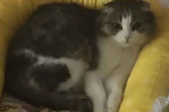Пропала кошка Симка на улице Чехова, 52 в Абакане