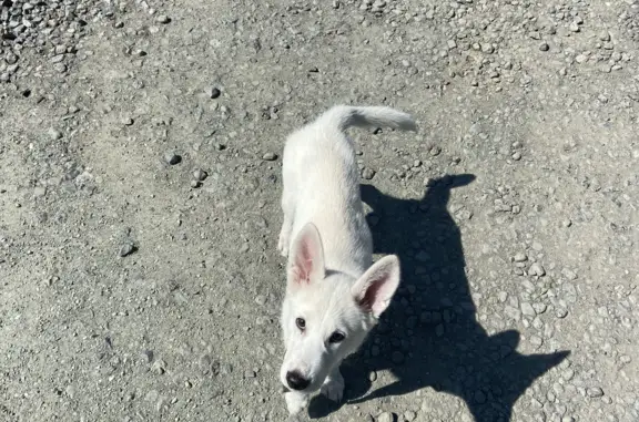 Пропал мальчик-собака в Нижнем Тагиле: белый окрас, оборванный ошейник
