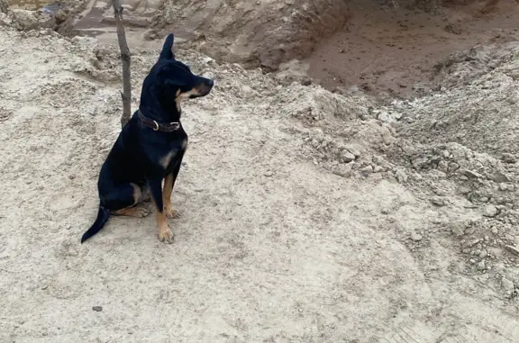 Найдена собака в Сургуте с ошейником