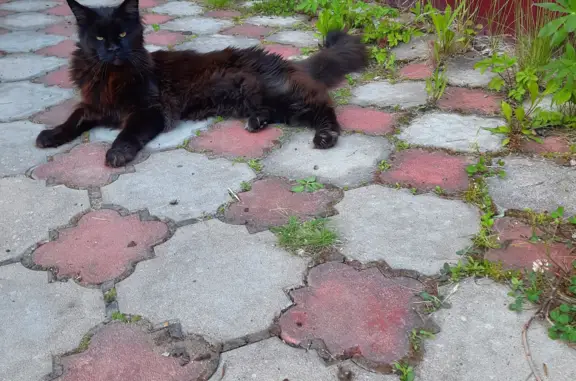 Пропала кошка Мейнкун в посёлке Грузино-4, Ленобласть