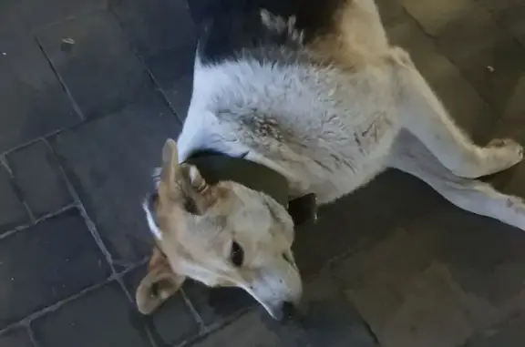 Собака на остановке у Ситибанка на Краснознаменской, 5А, Волгоград