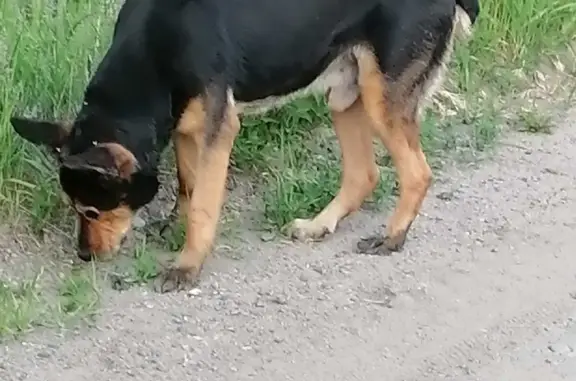 Собака найдена в Рахьинском поселении, Ленобласть